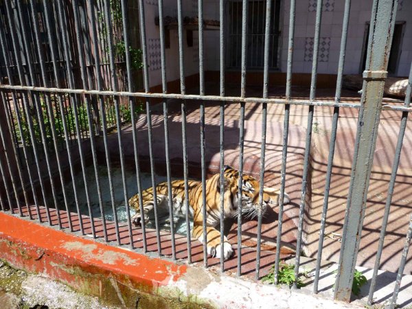 Zoo-di-Napoli1.jpg